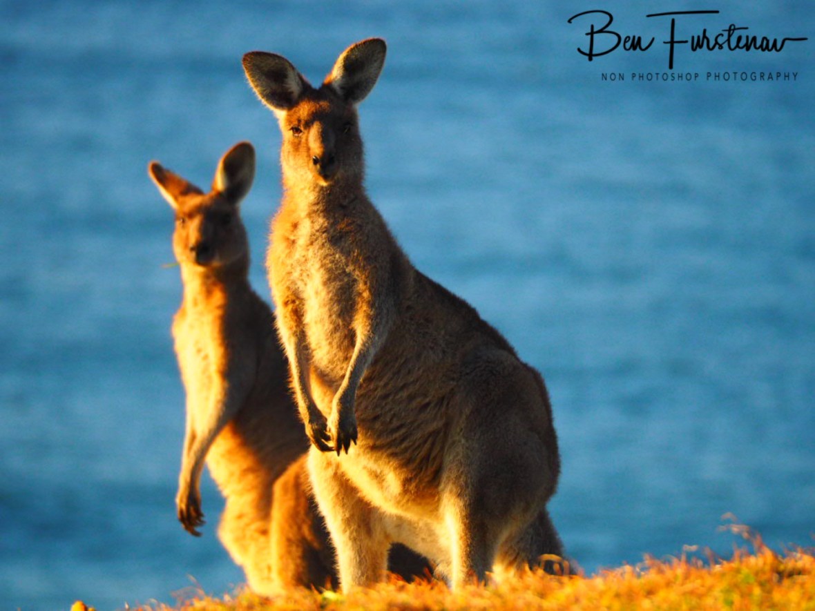 Paying attention at Kemp’s Corner @ Hat Head National Park, Northern New South Wales, Australia