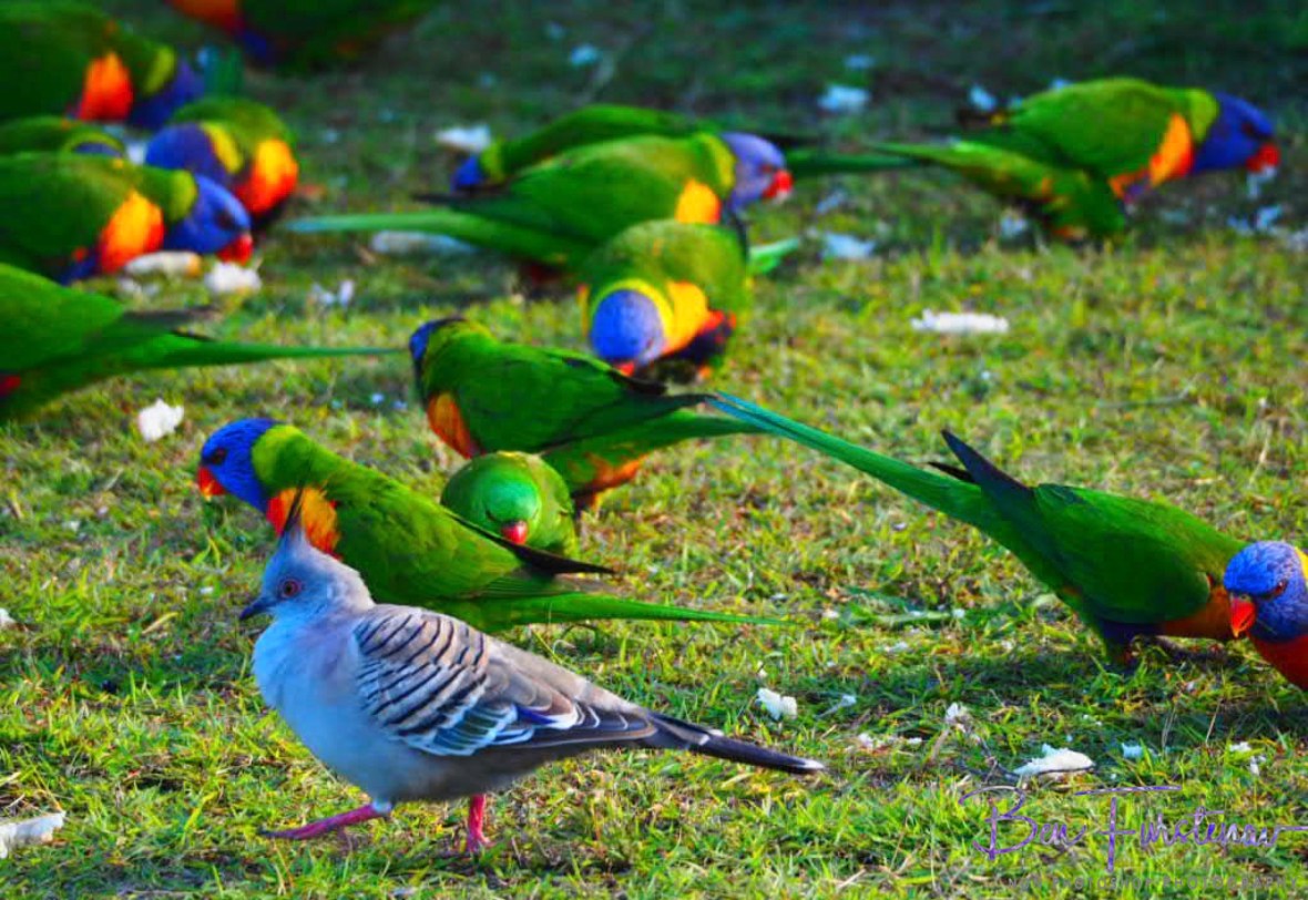 Just walking by! @ Hat Head, Northern New South Wales, Australia