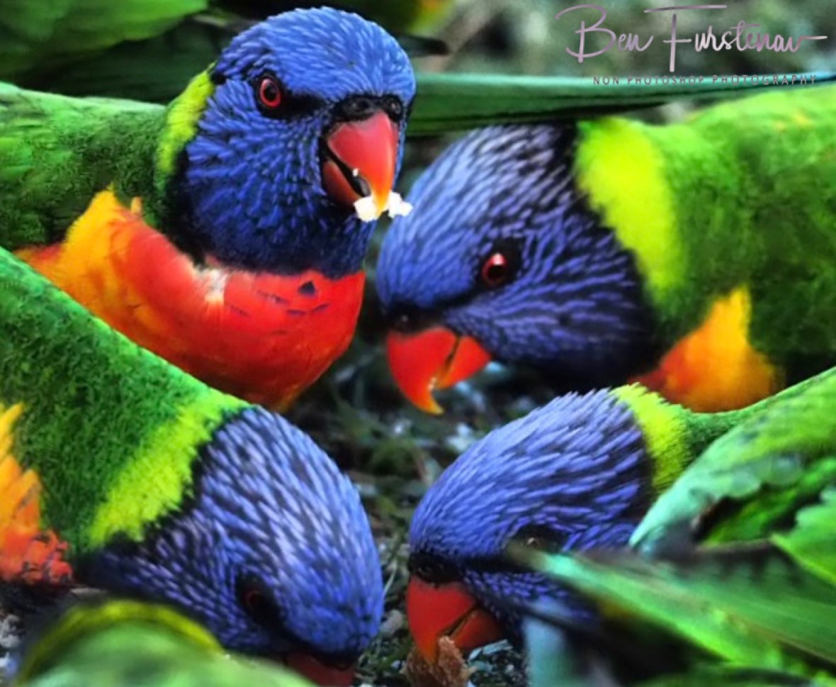 Easy feed @ Hat Head, Northern New South Wales, Australia