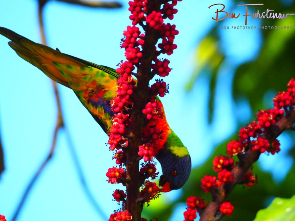 Acrobatics @ Lismore, Northern New South Wales, Australia