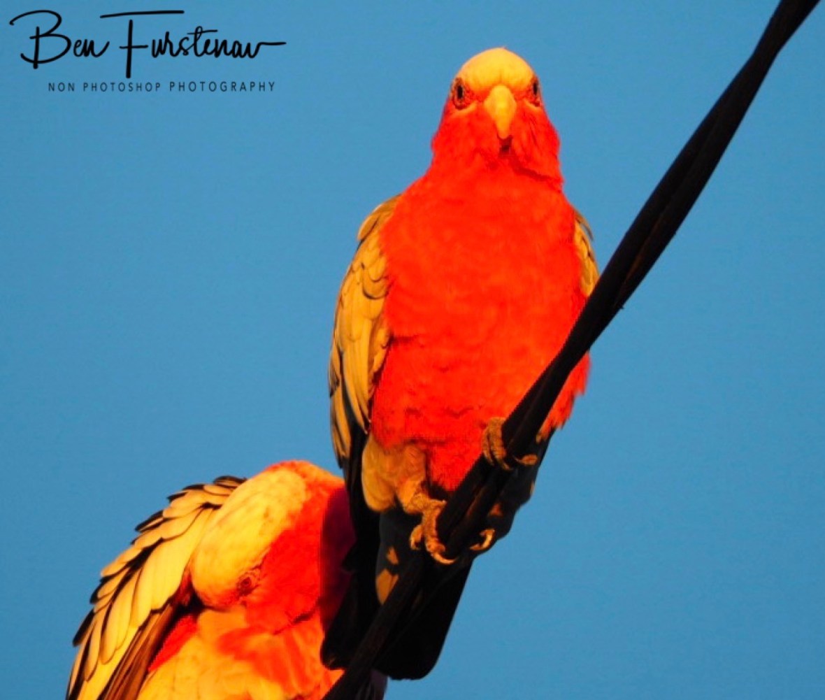 Double flames @ Evans Head, Northern New South Wales, Australia