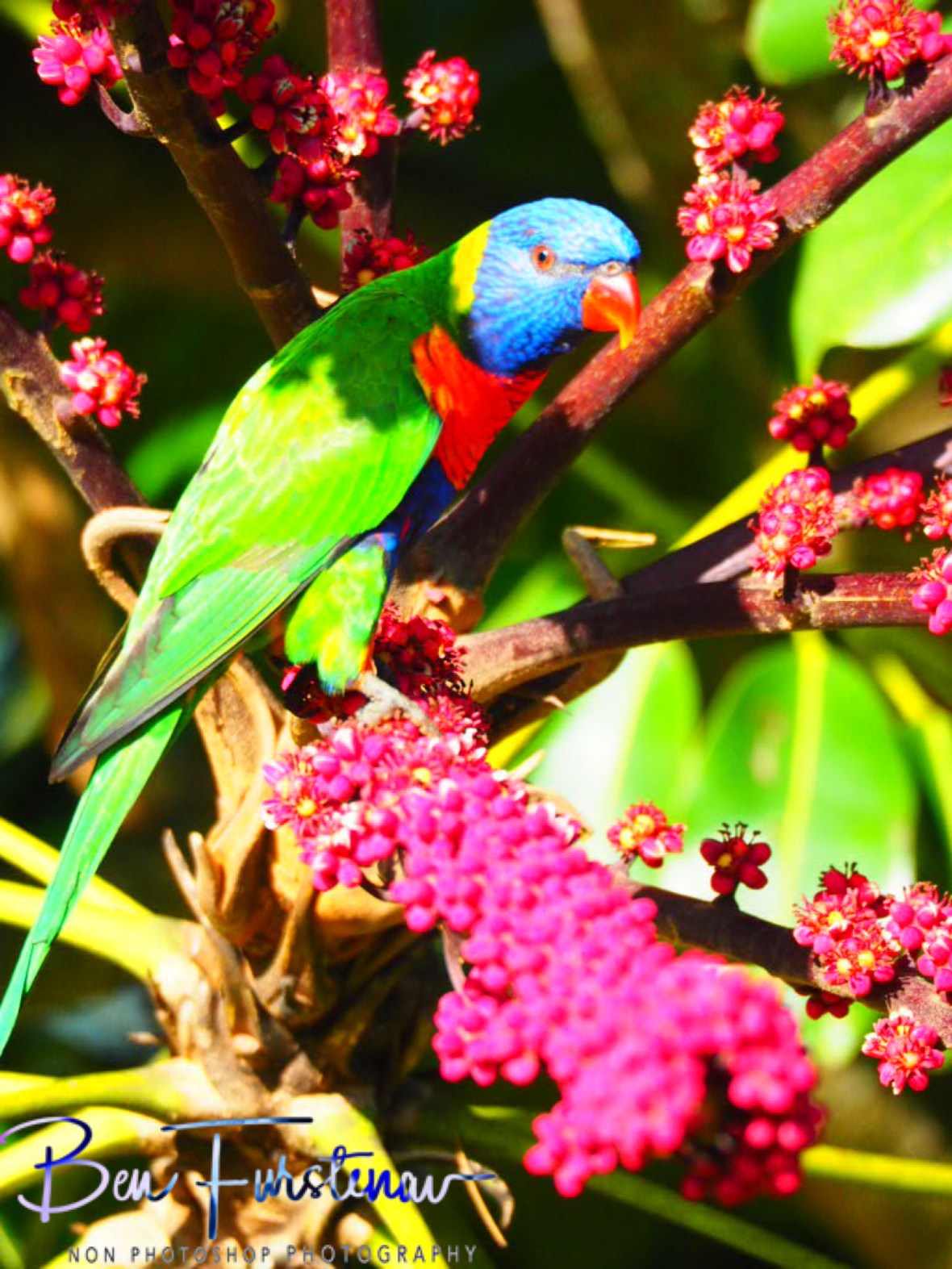 Aperture and focal point @ Lismore, Northern New South Wales, Australia