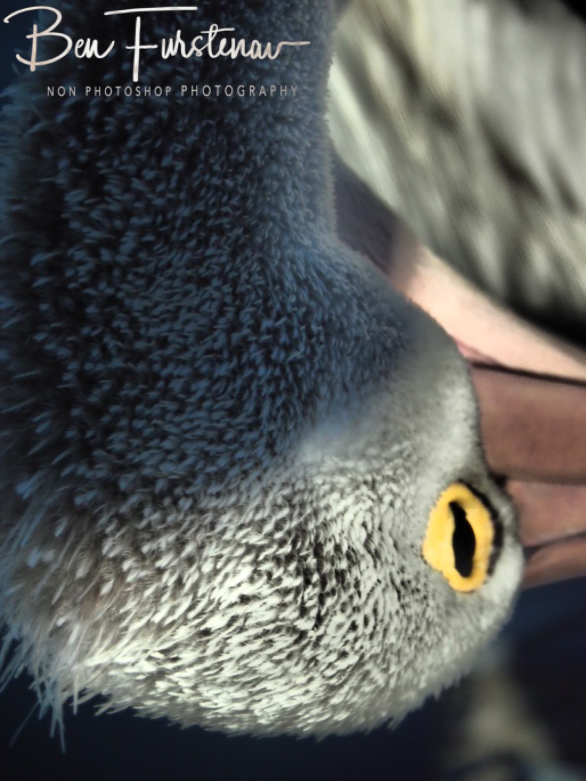 Unsociable distancing @ The Entrance, Central Coast, New South Wales, Australia