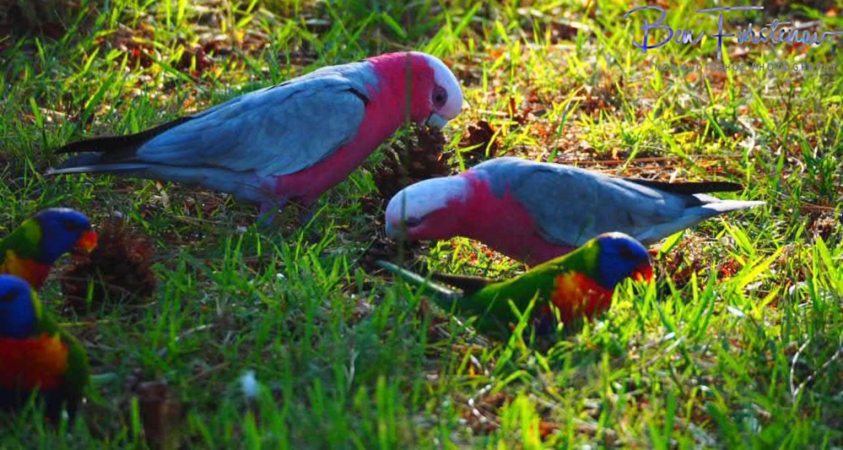 Playful with cousins @ Evans Head, Northern New South Wales, Australia