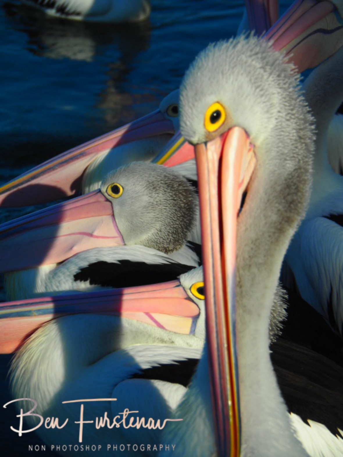 Delegated @ The Entrance, Central Coast, New South Wales, Australia