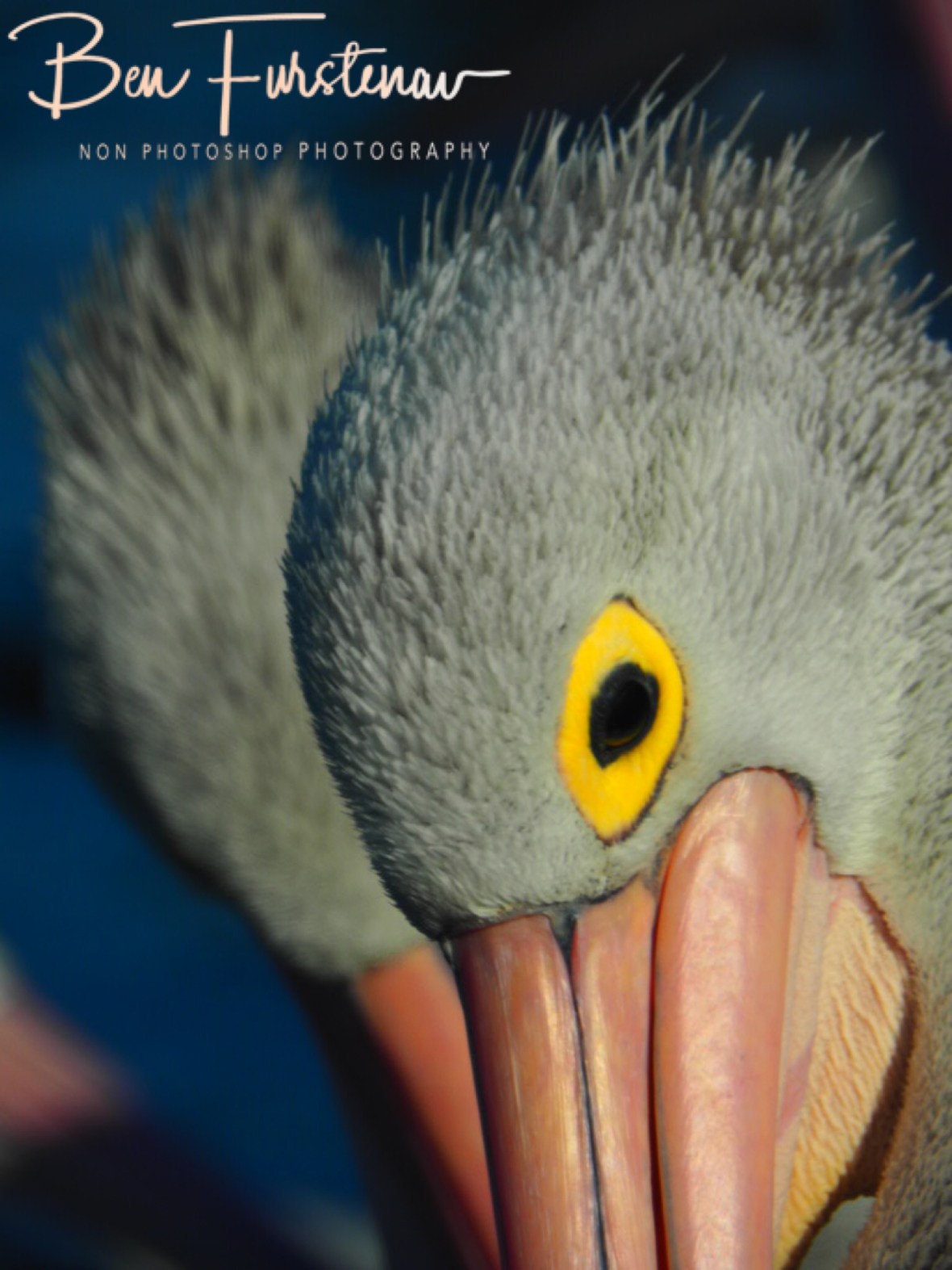 Keeping an eye out @ The Entrance, Central Coast, New South Wales, Australia