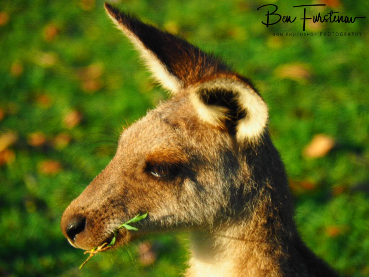 A good feed @ Woody Head, Northern New South Wales, Australia