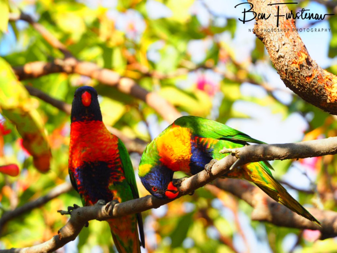 Frustrating! @ Evans Head, Northern New South Wales, Australia