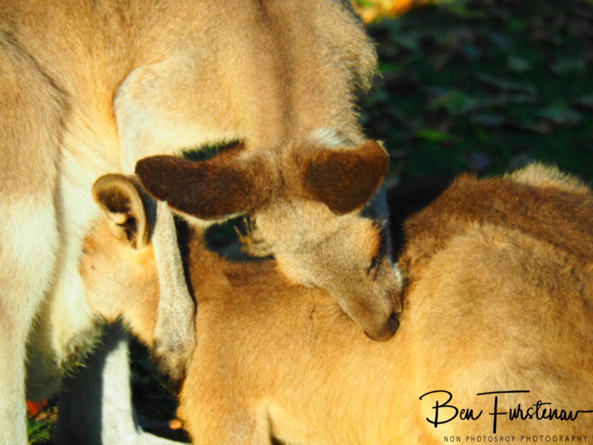Another tick @ Woody Head, Northern New South Wales, Australia