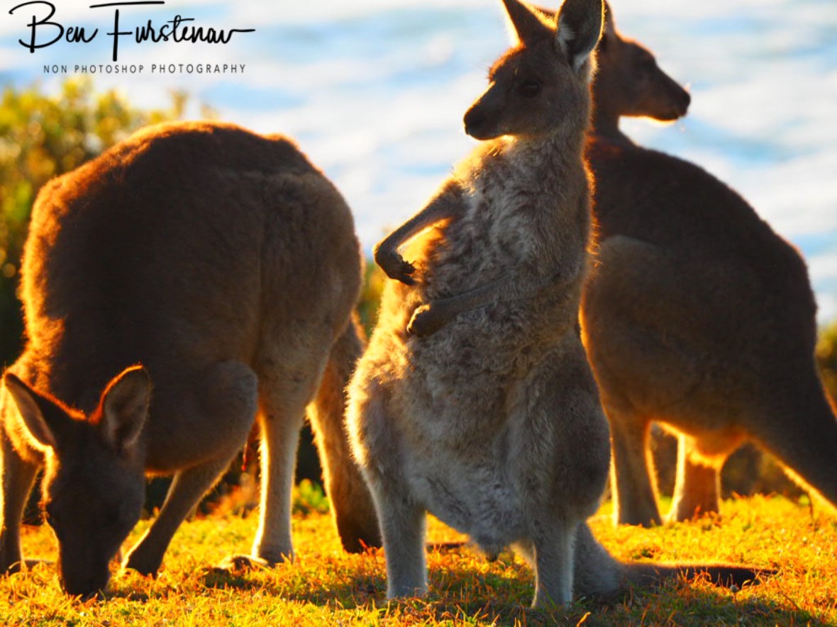 Next challenge at Kemp’s Corner @ Hat Head National Park, Northern New South Wales, Australia