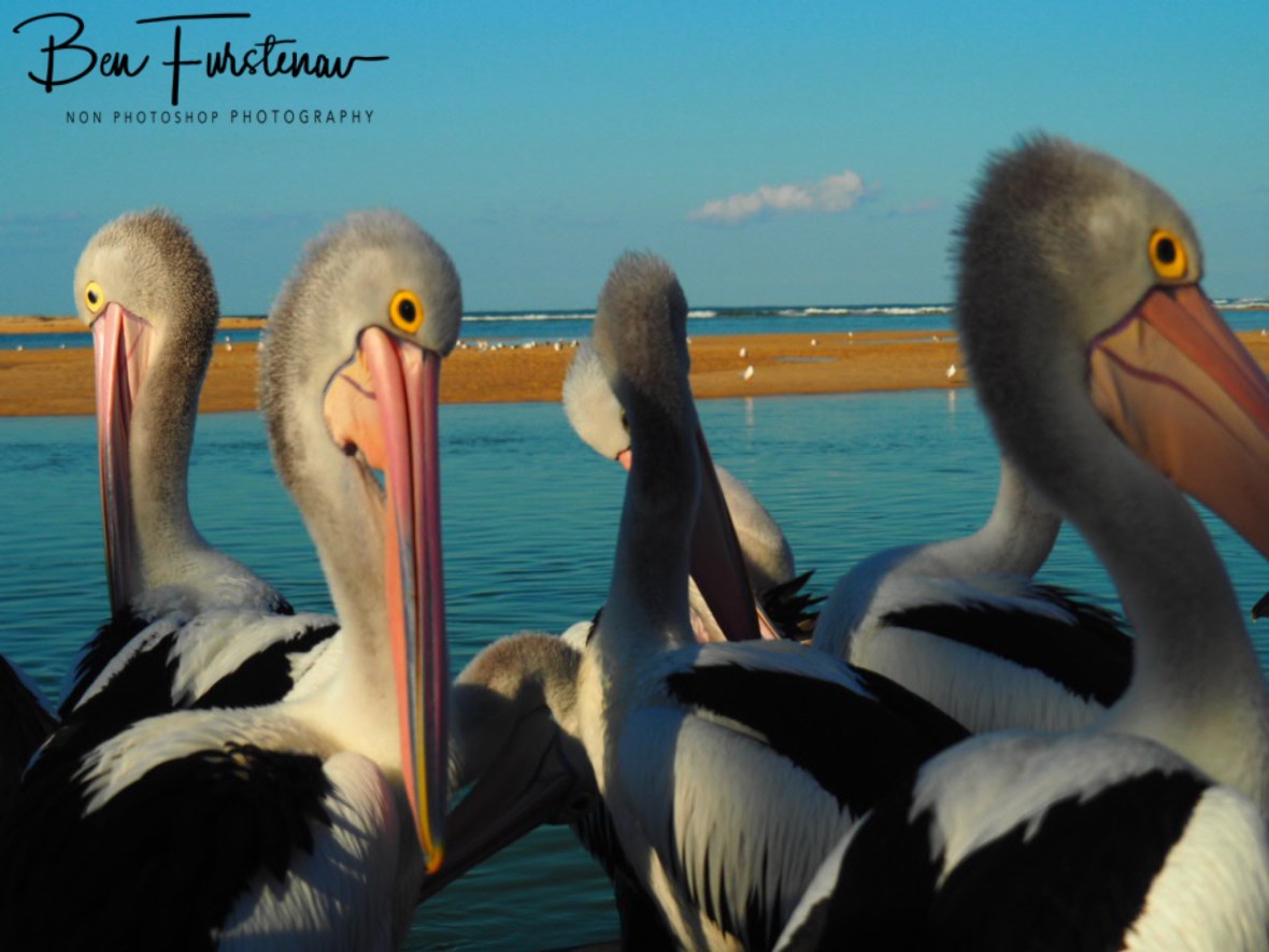 Feeding ground @ The Entrance, Central Coast, New South Wales, Australia