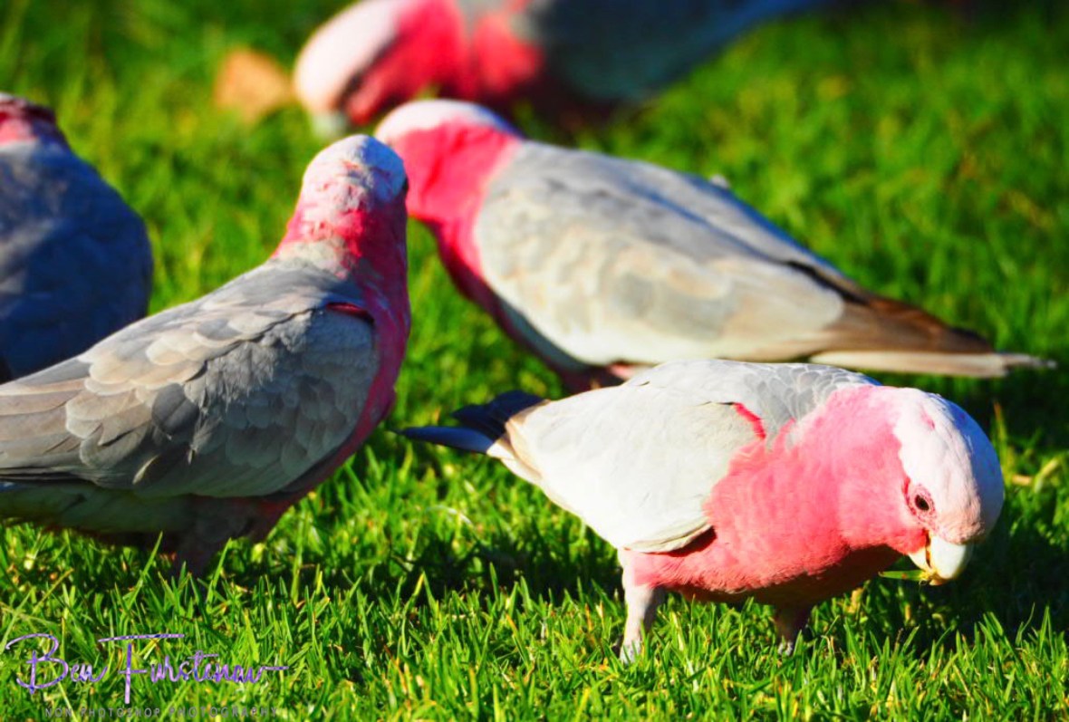 Keeping up @ Woolgoolga, Northern New South Wales, Australia