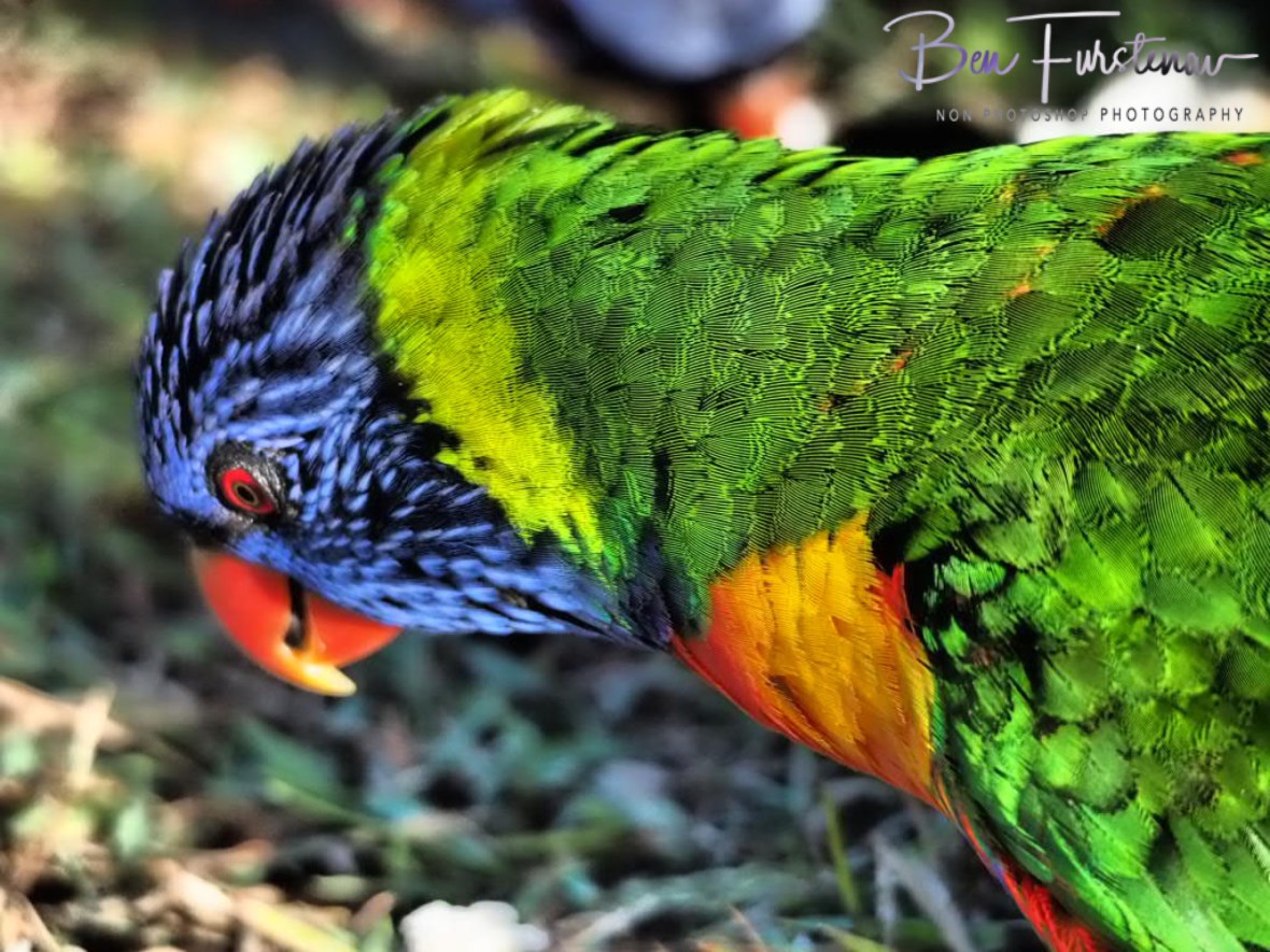 Up-close @ Hat Head, Northern New South Wales, Australia