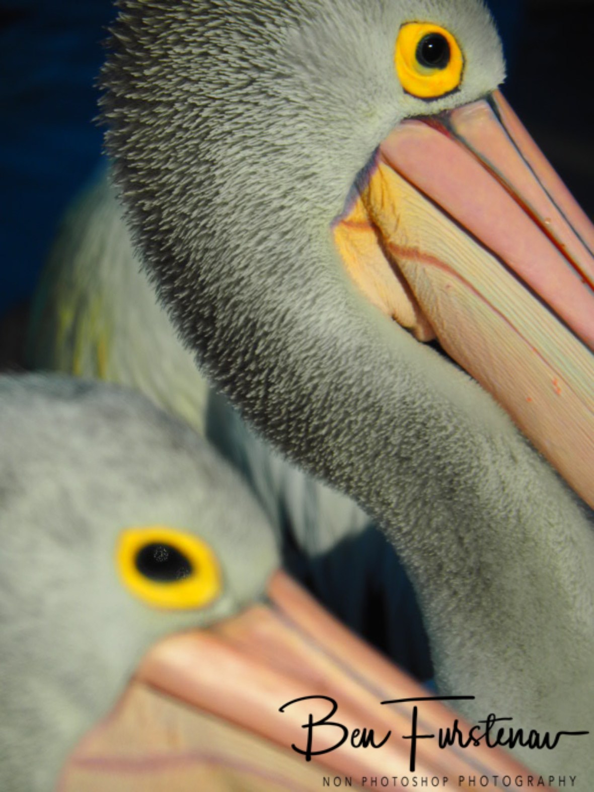 The plot thickens @ The Entrance, Central Coast, New South Wales, Australia