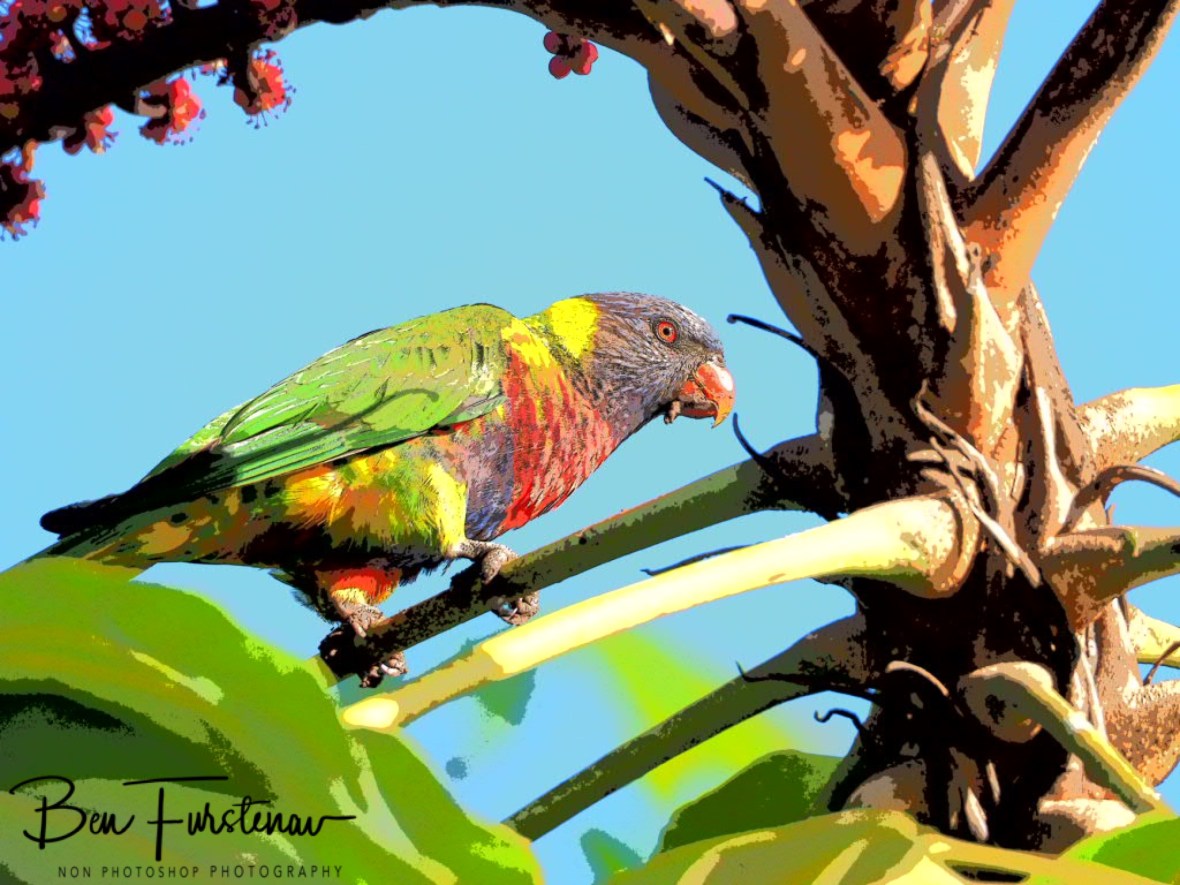 Painting composition @ Lismore, Northern New South Wales, Australia