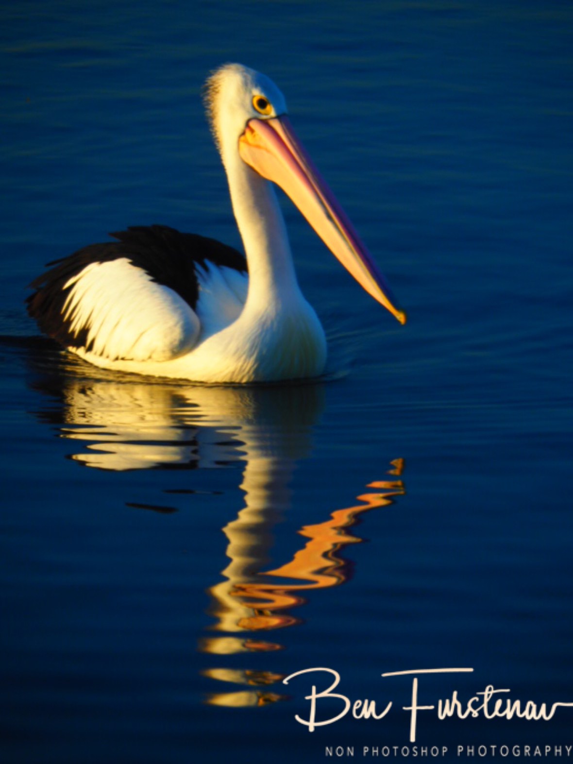 Pelican haven @ The Entrance, Central Coast, New South Wales, Australia