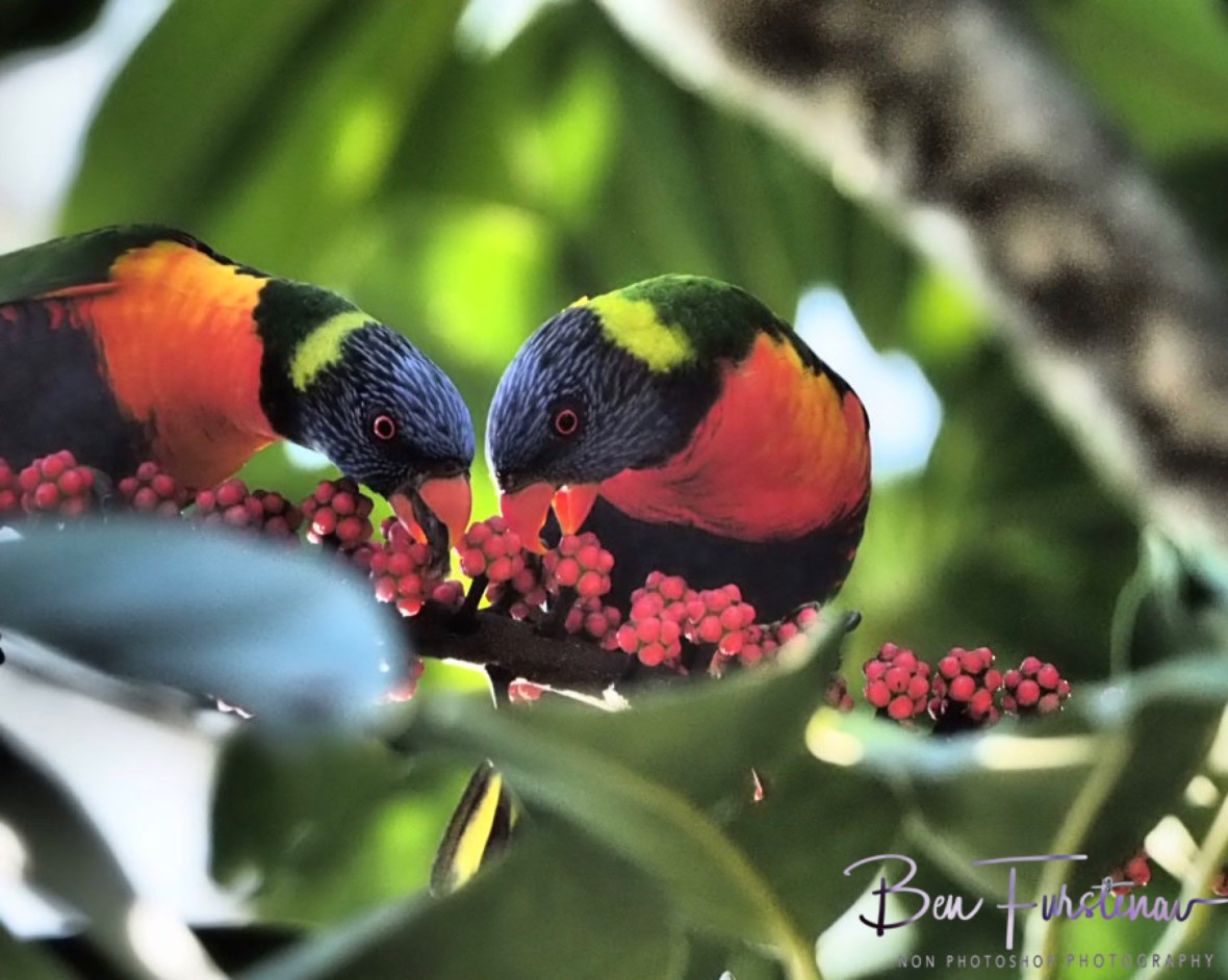 Sharing is caring @ Lismore, Northern New South Wales, Australia
