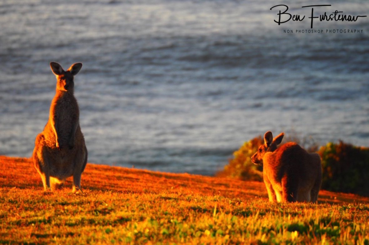 Curious at Kemp’s Corner @ Hat Head National Park, Northern New South Wales, Australia