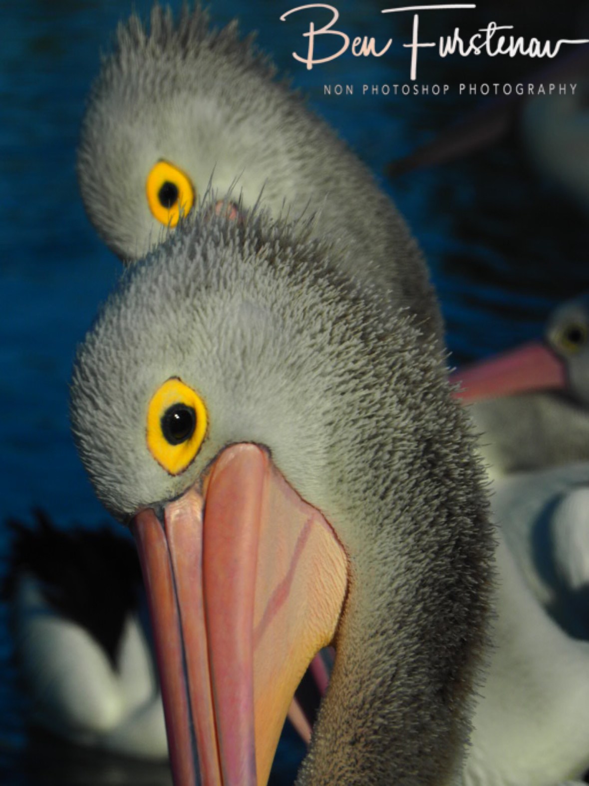 Alien like @ The Entrance, Central Coast, New South Wales, Australia