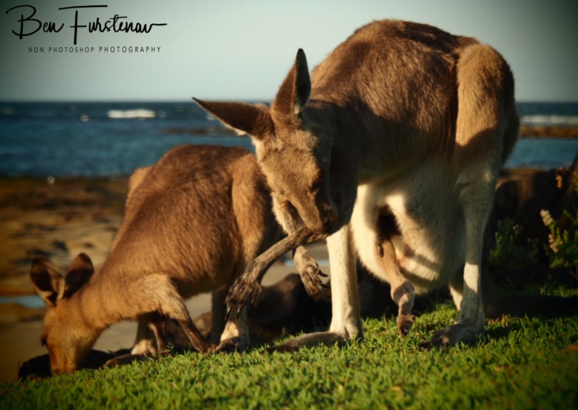 Rolling up the sleeves @ Woody Head, Northern New South Wales, Australia