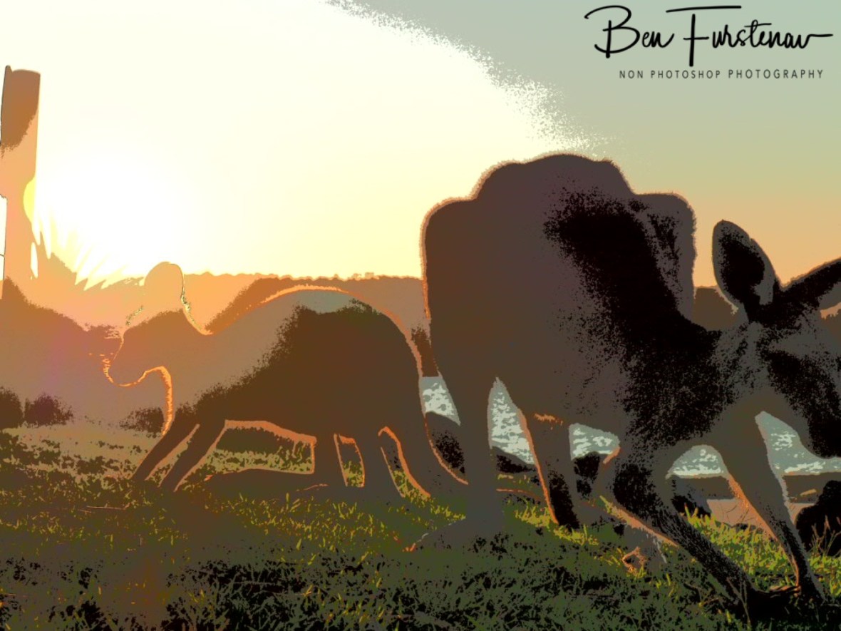 Still grazing @ Woody Head, Northern New South Wales, Australia