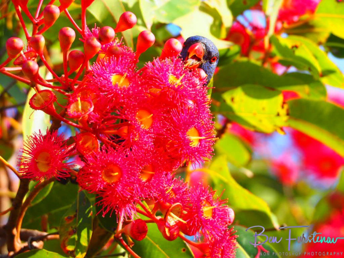 Sinta Claas @ Evans Head, Northern New South Wales, Australia