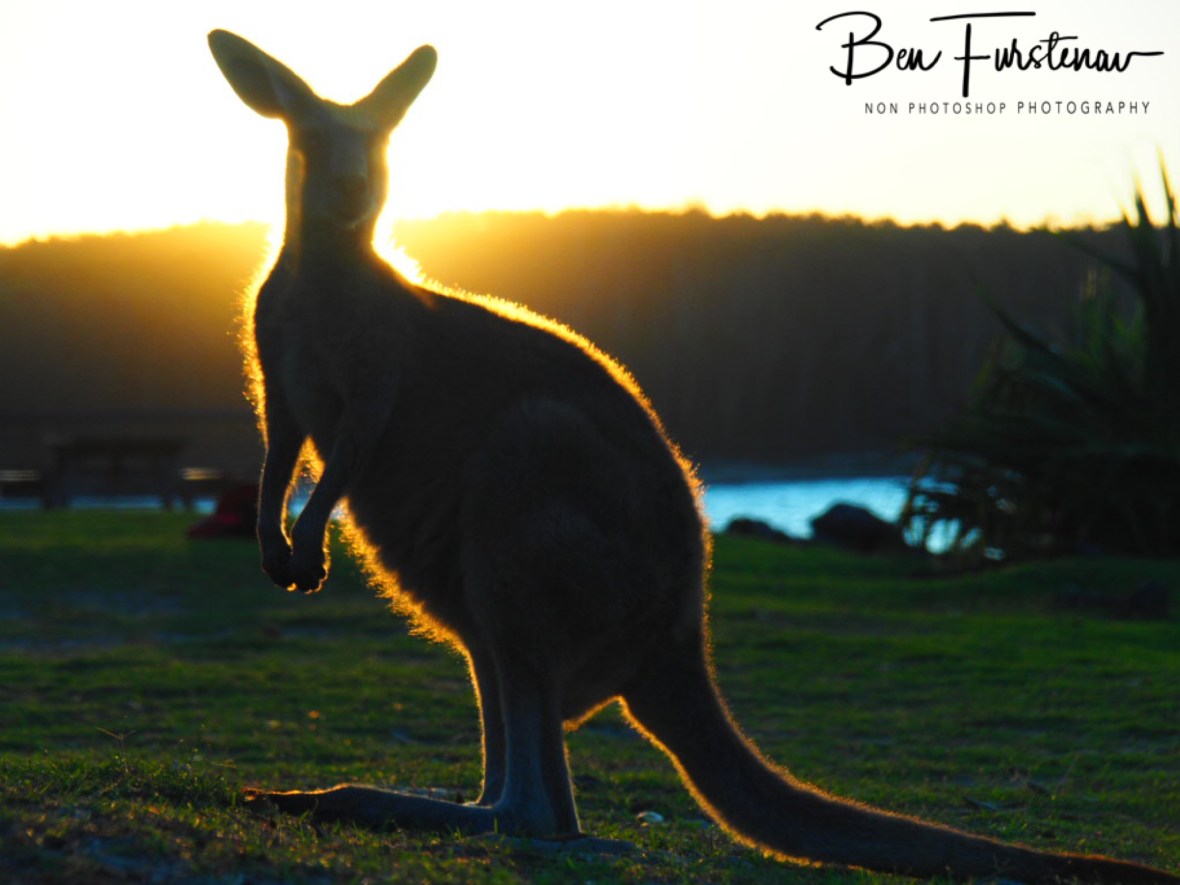 Sunset buffet @ Woody Head, Northern New South Wales, Australia
