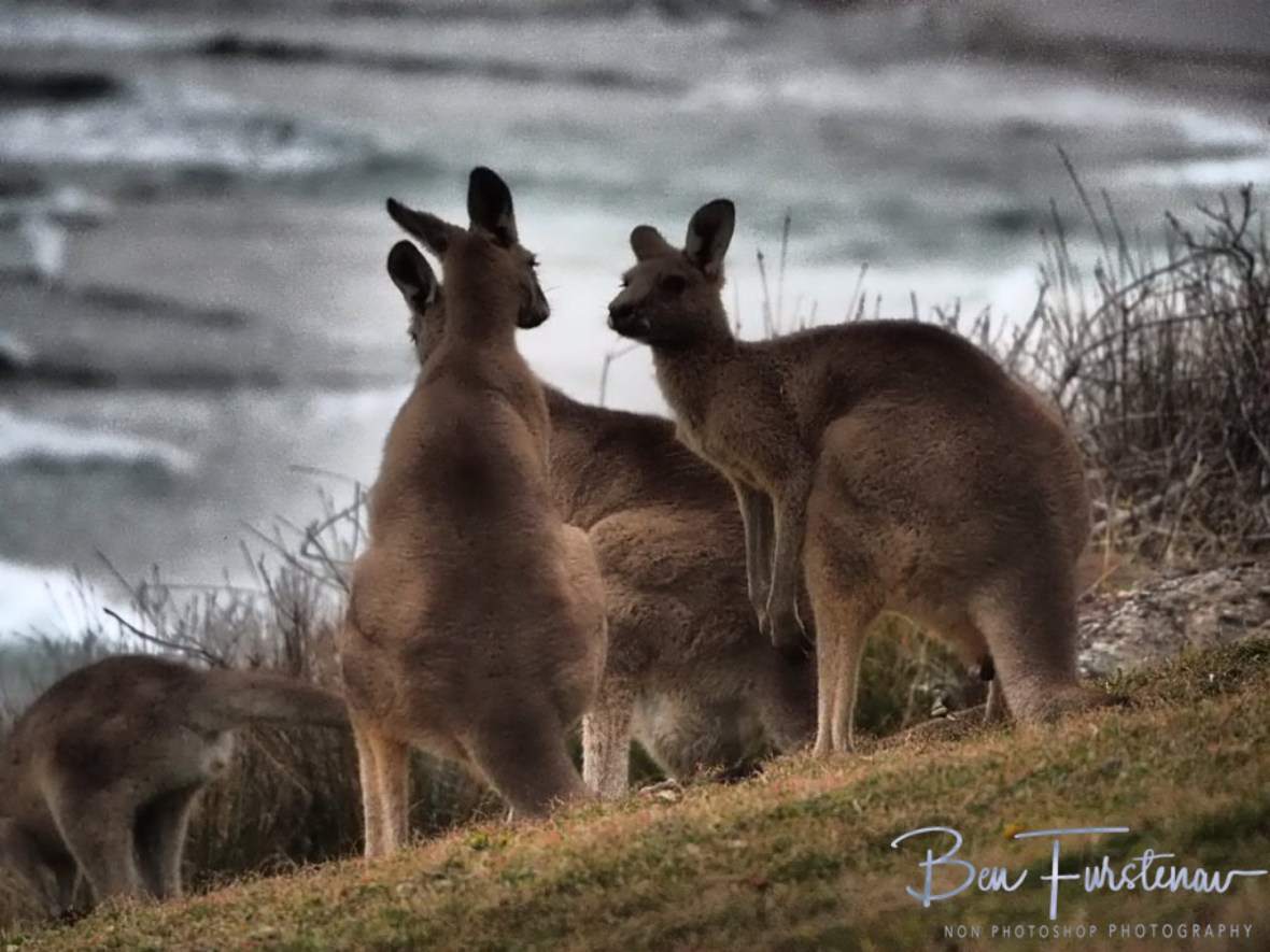 Boomers pre-spa @ Hat Head National Park, Northern New South Wales, Australia