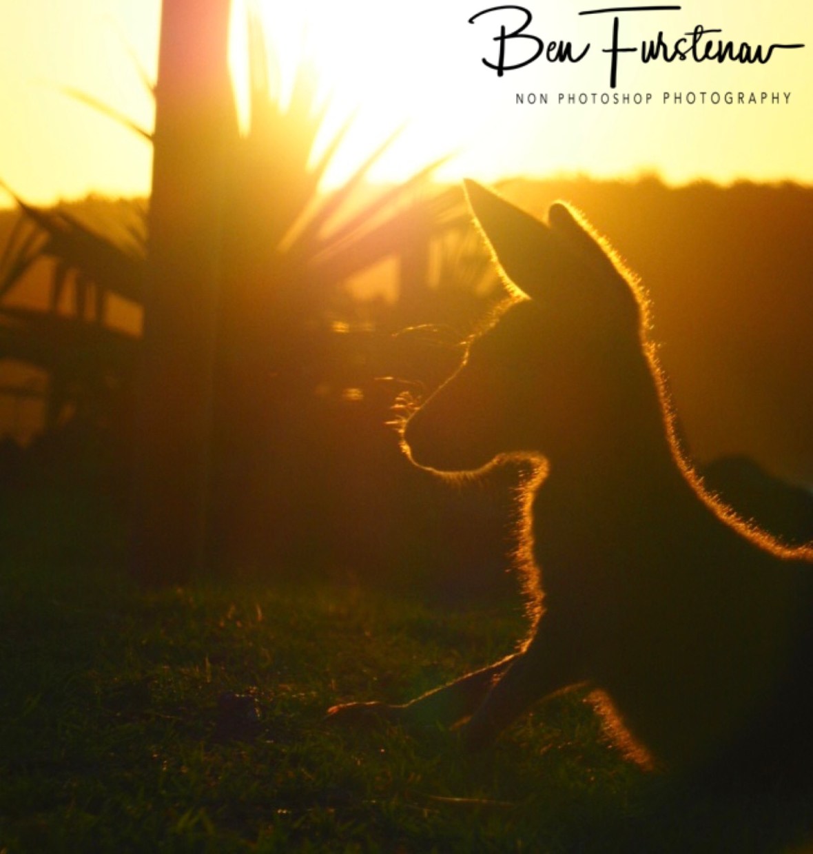 Sunny silhouette @ Woody Head, Northern New South Wales, Australia
