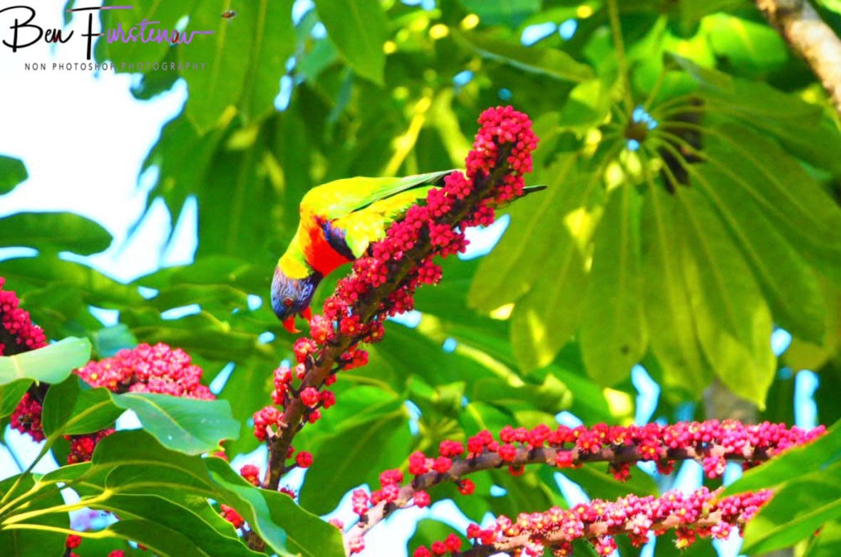 Happy shopper @ Lismore, Northern New South Wales, Australia