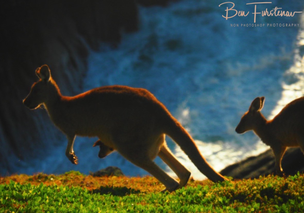 Pouch roller coaster at Kemp’s Corner @ Hat Head National Park, Northern New South Wales, Australia
