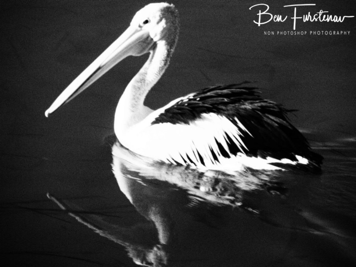 Afternoon plumage pilgrims @ The Entrance, Central Coast, New South Wales, Australia