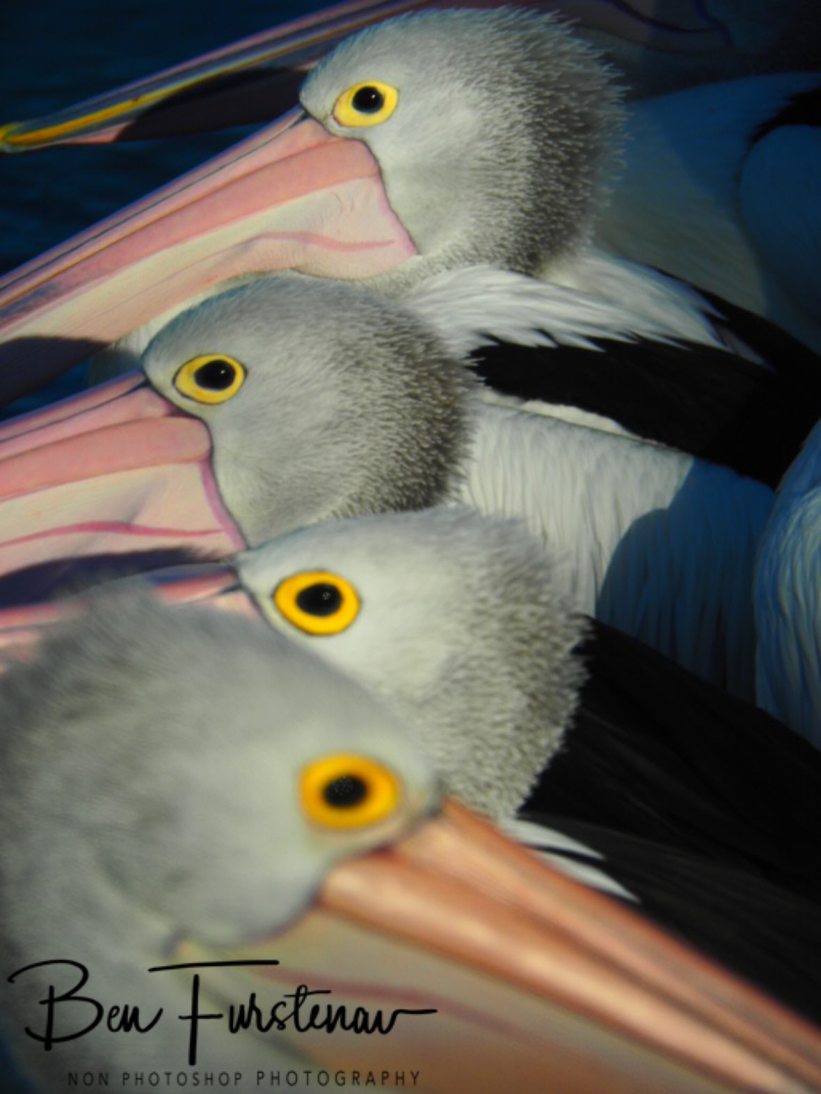 Hungry eyes @ The Entrance, Central Coast, New South Wales, Australia