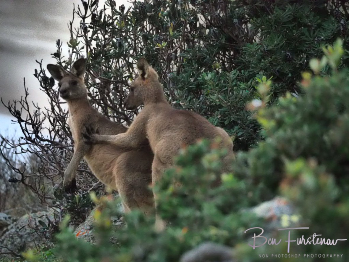 Too close for comfort @ Hat Head National Park, Northern New South Wales, Australia