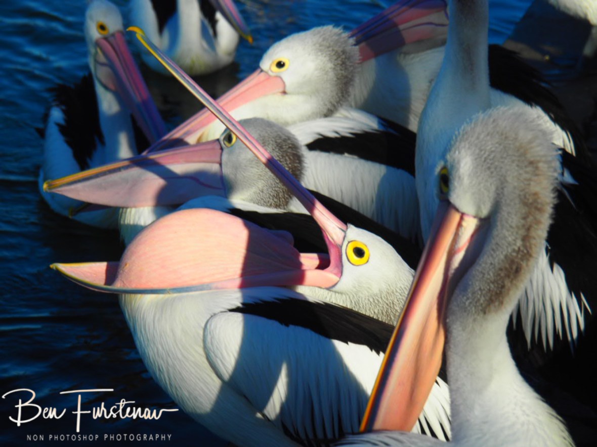 Beak opens automatically @ The Entrance, Central Coast, New South Wales, Australia