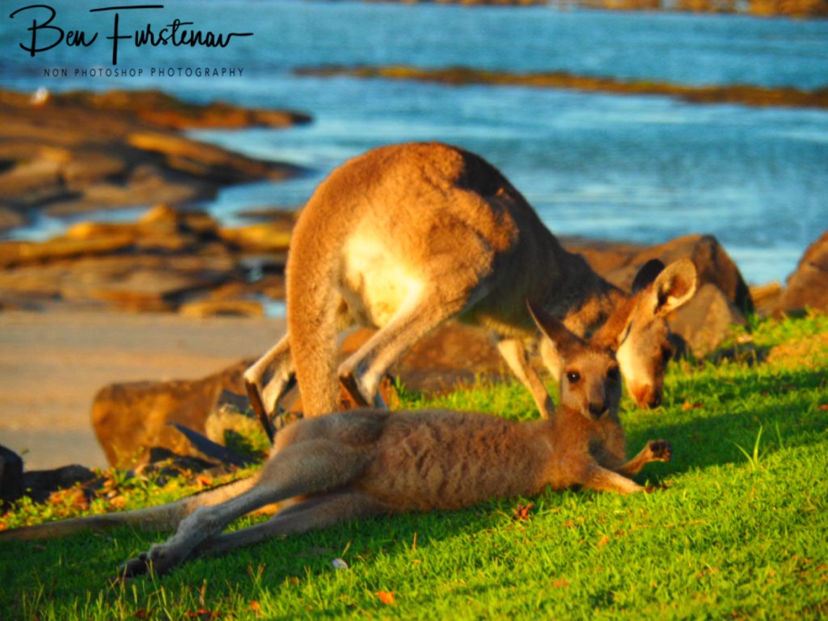 Shady behaviour @ Woody Head, Northern New South Wales, Australia