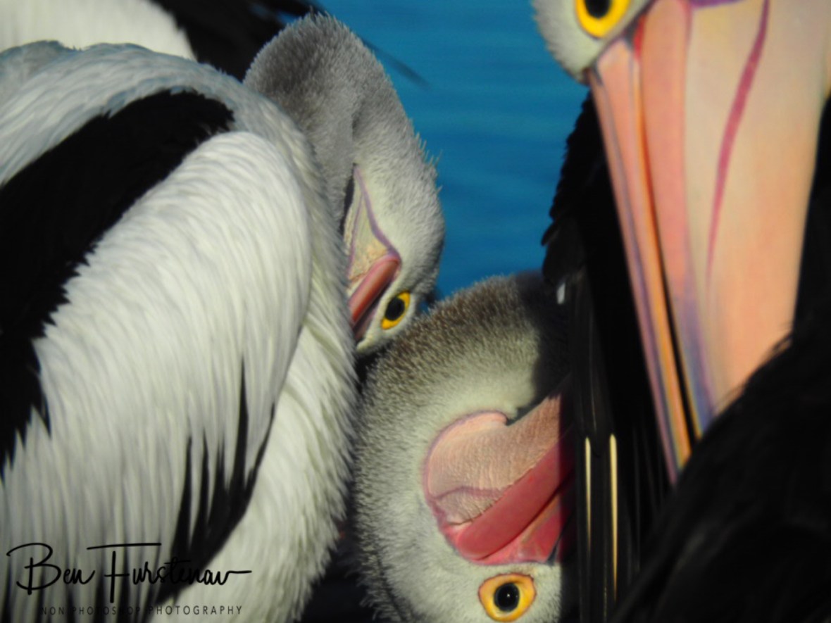 Peliying and yang @ The Entrance, Central Coast, New South Wales, Australia