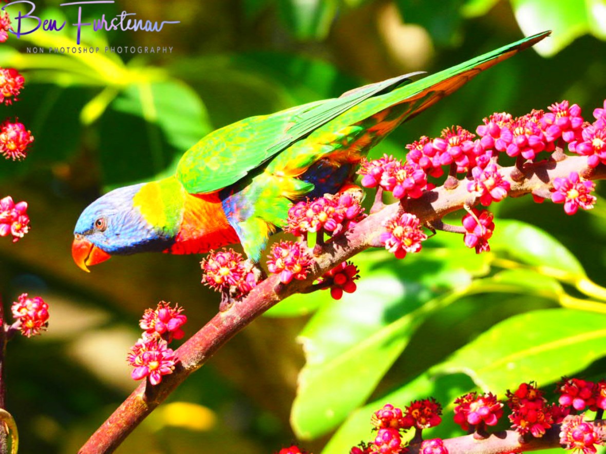 This one looks yummy too @ Lismore, Northern New South Wales, Australia