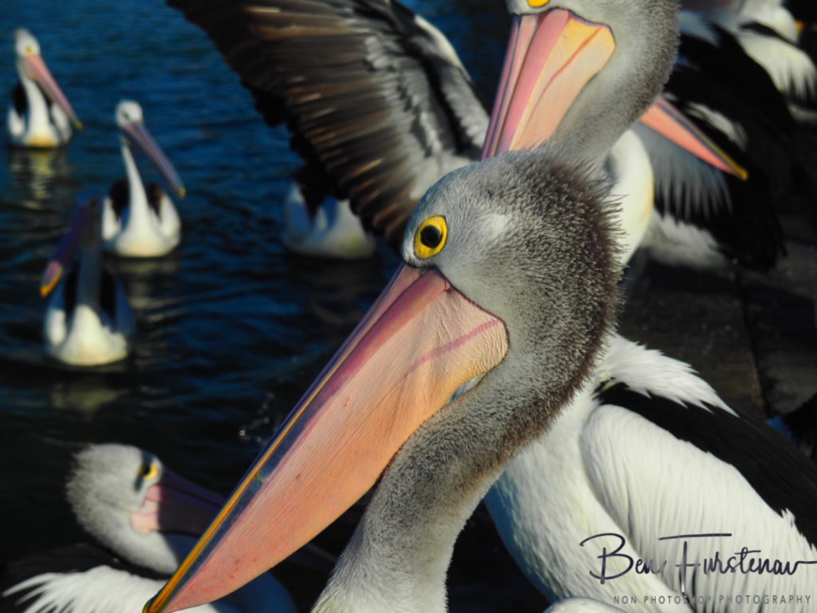 Spotless @ The Entrance, Central Coast, New South Wales, Australia