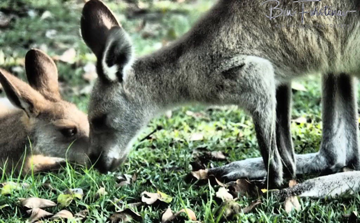Close bond @ Woody Head, Northern New South Wales, Australia