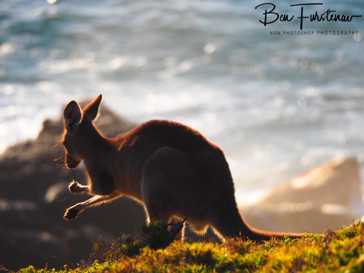 Ocean spray saves the day at Kemp’s Corner @ Hat Head National Park, Northern New South Wales, Australia