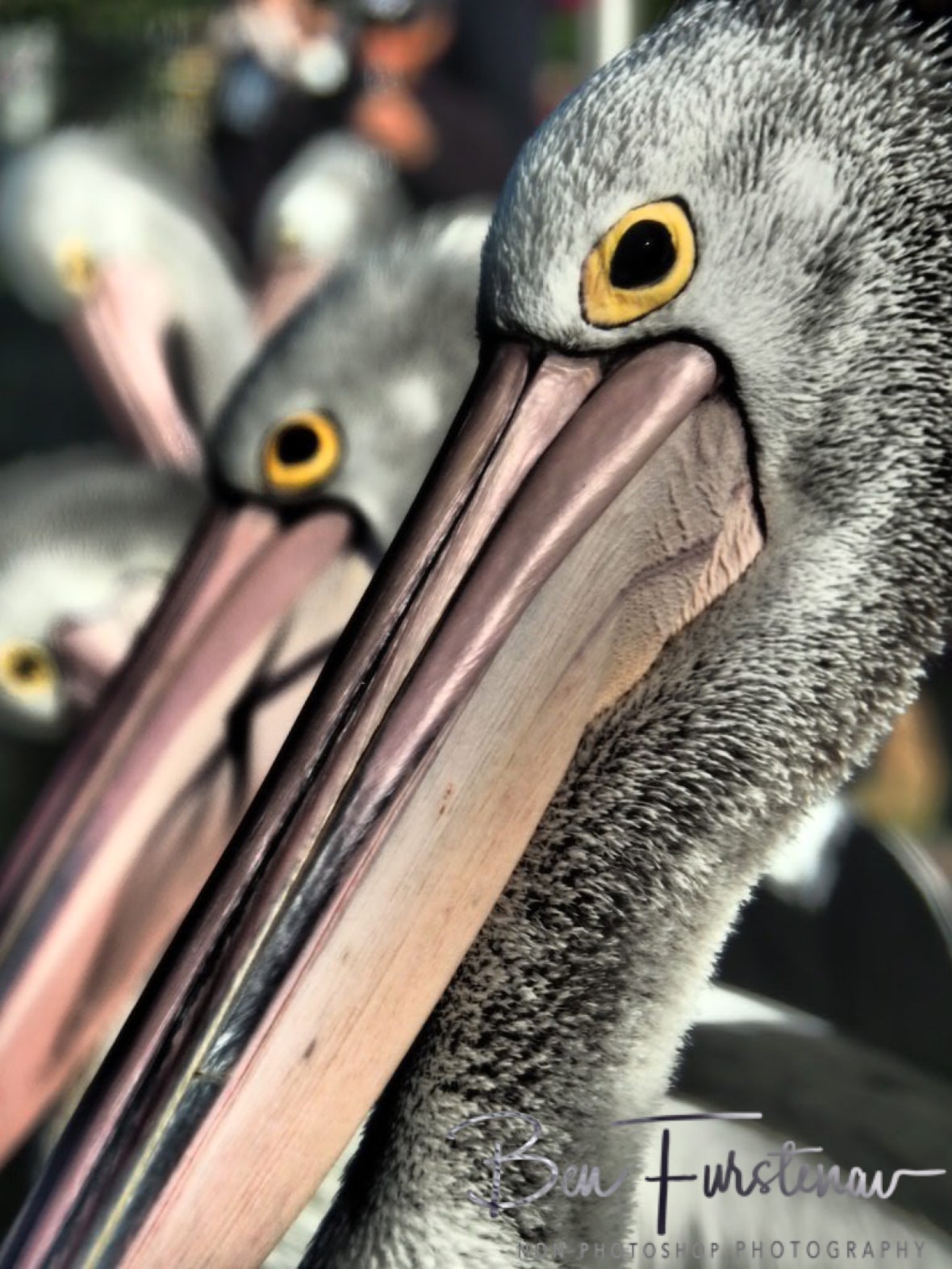 Staring Duell @ The Entrance, Central Coast, New South Wales, Australia