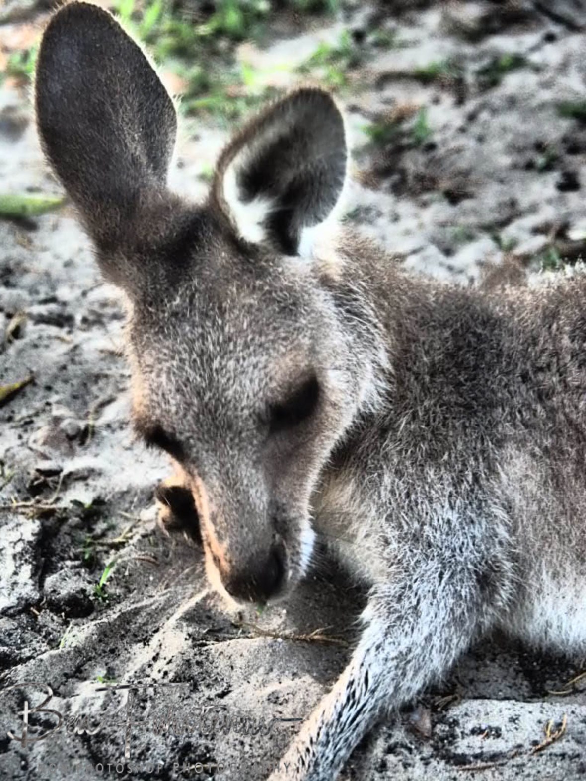 Rolling in sand @ Woody Head, Northern New South Wales, Australia