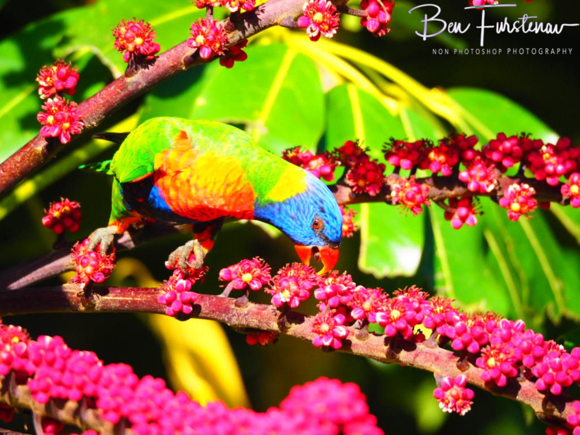 Stability @ Lismore, Northern New South Wales, Australia