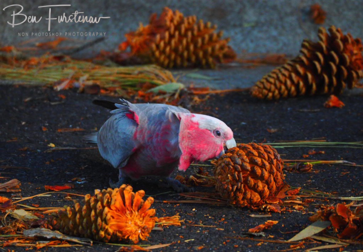 Tough beak @ Evans Head, Northern New South Wales, Australia