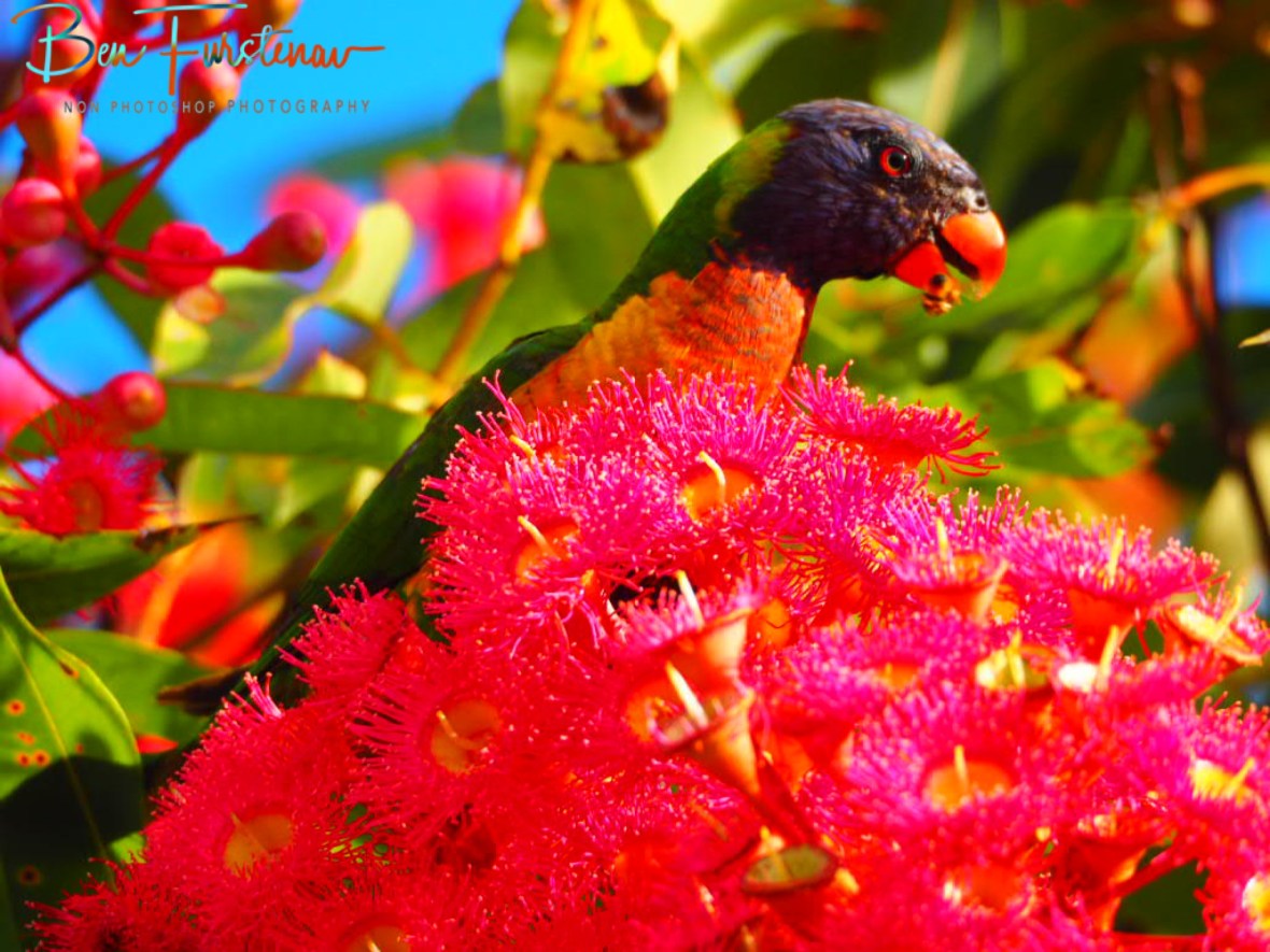Bees, birds, blossoms @ Evans Head, Northern New South Wales, Australia