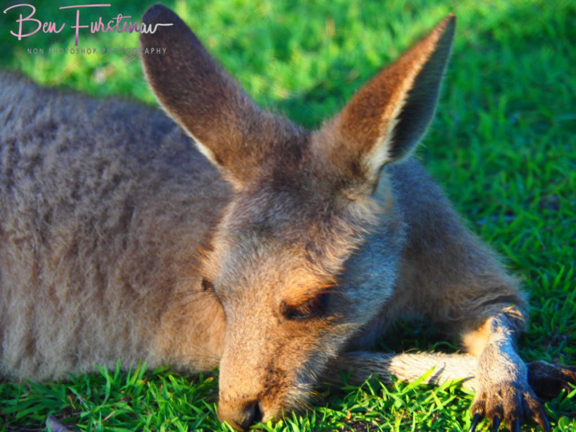 Energy saving @ Woody Head, Northern New South Wales, Australia
