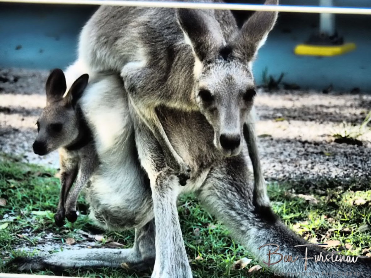 Intensive care @ Woody Head, Northern New South Wales, Australia