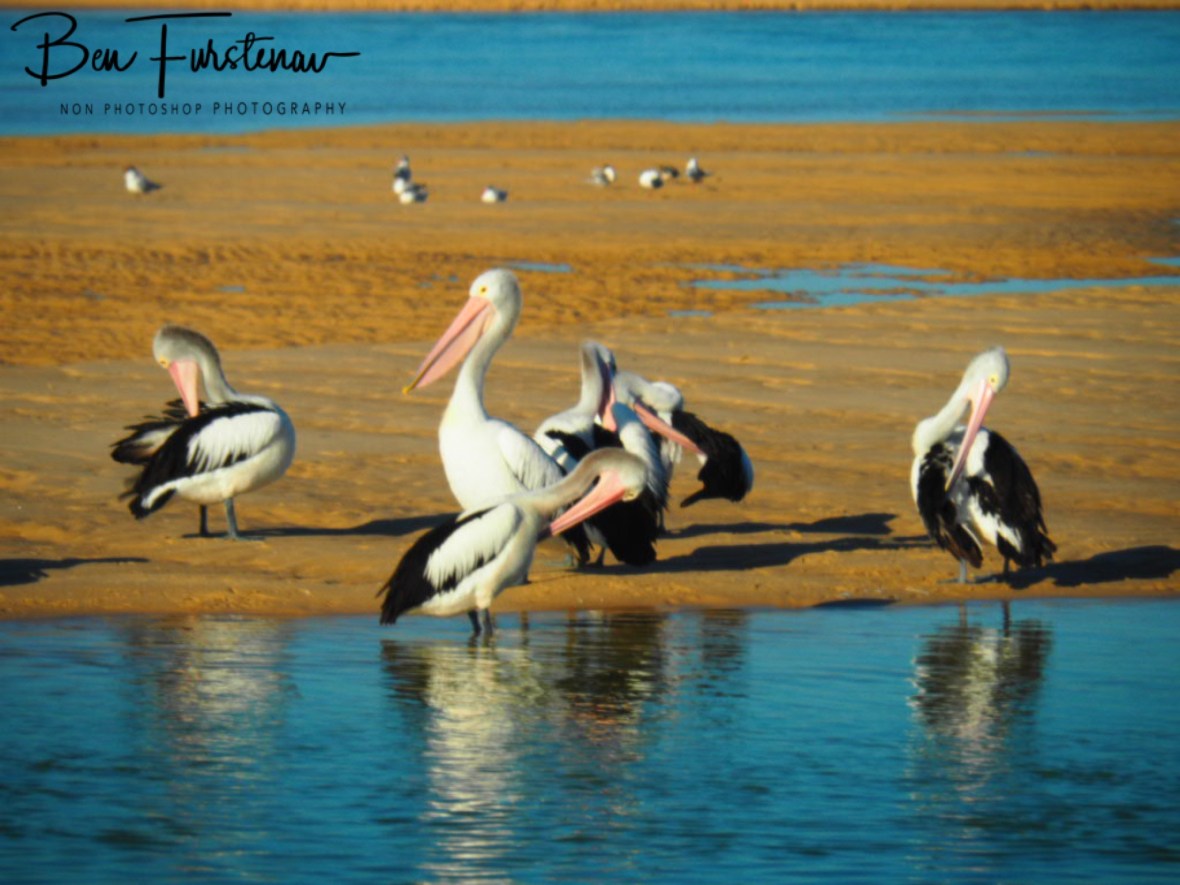 Pelicans all around @ The Entrance, Central Coast, New South Wales, Australia