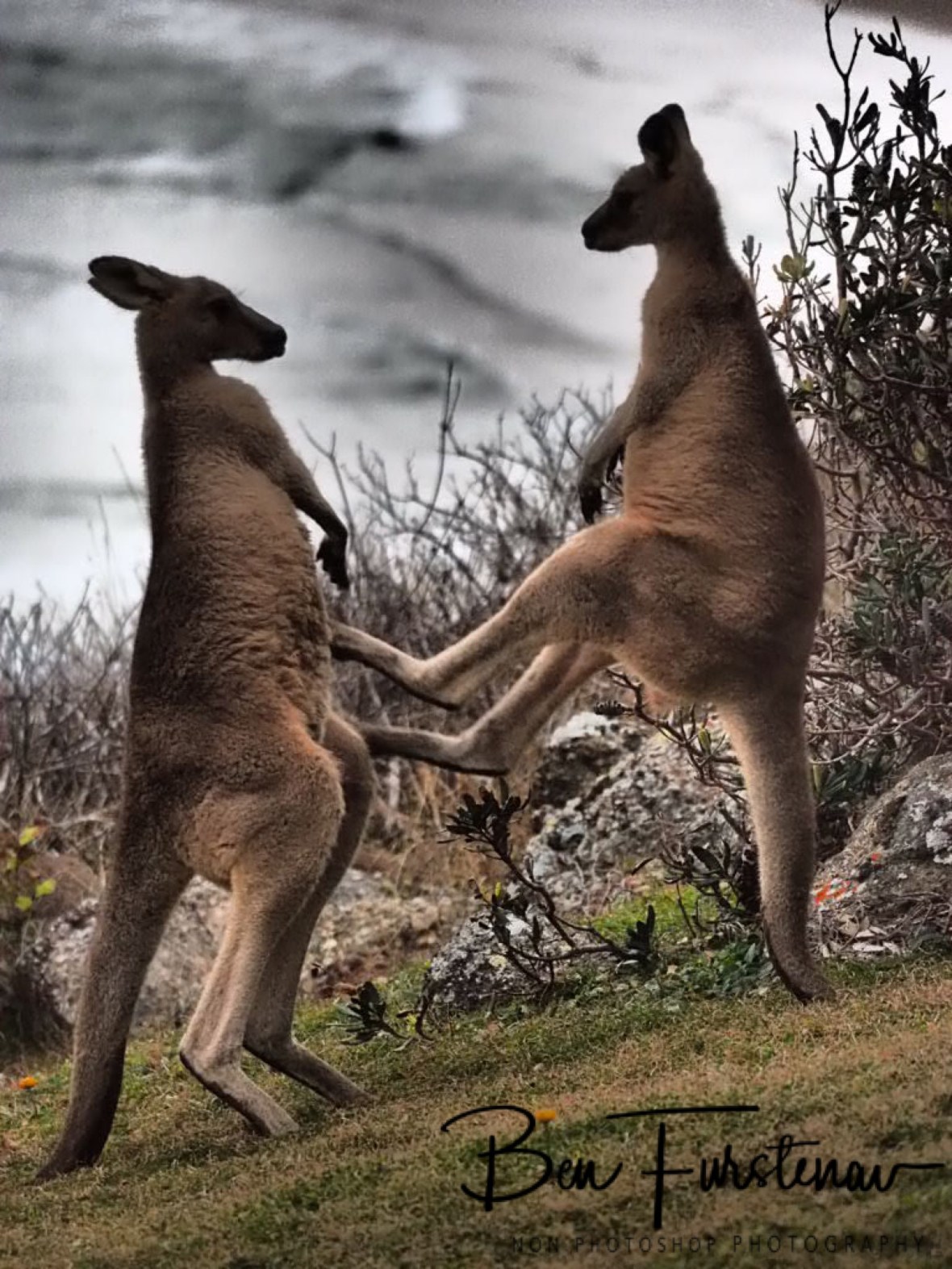 Kangaroo action @ Hat Head National Park, Northern New South Wales, Australia